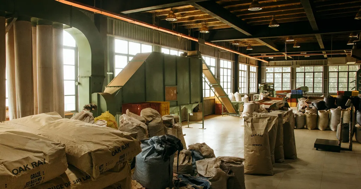 Inside a tea factory hall with sacks of tea and drying machinery, the setting where bulk green tea for tea bags is packed