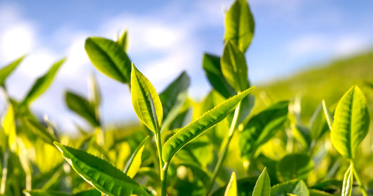 Sunlit fresh green tea shoots on the bush, the raw leaf that goes into green tea extract with EGCG