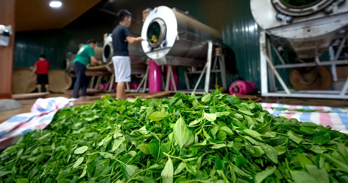 Fresh green tea leaf spread on a floor in front of rotating drum machines inside a tea processing hall, showing green tea processing steps